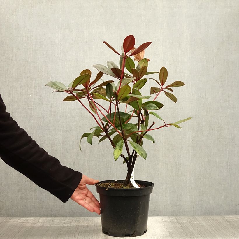 Exemplar von Rhododendron vireya Aertrycke Topf mit 3L/4L wie im Herbst geliefert