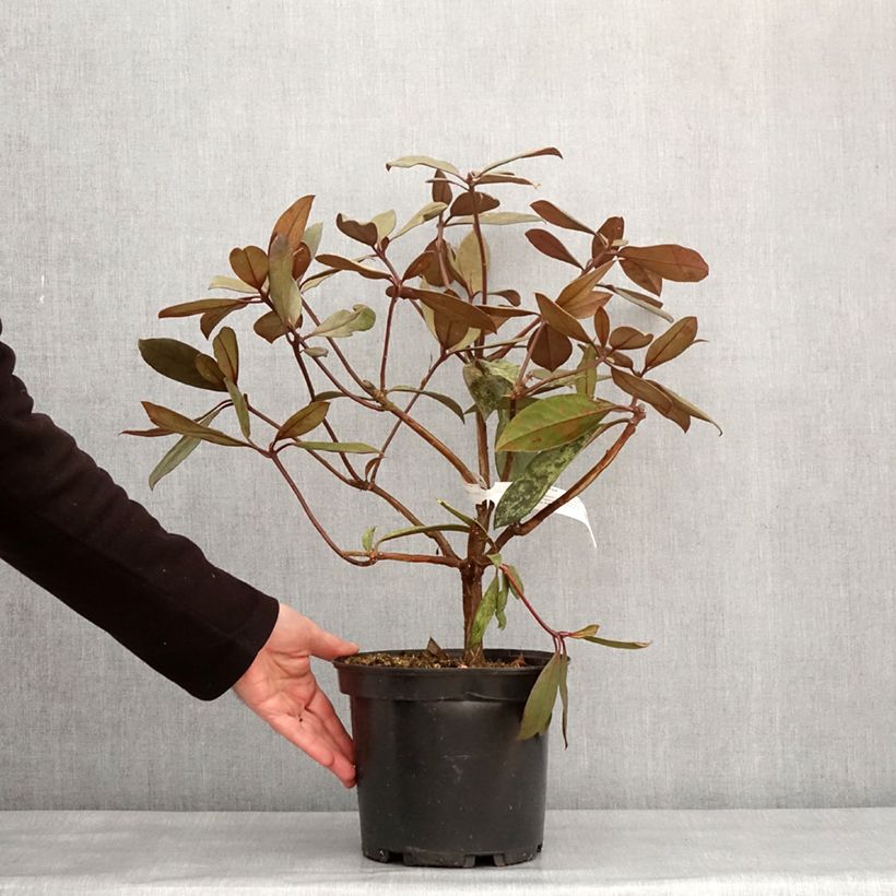 Example of Rhododendron vireya Calavar Topf mit 3L/4L as you get in hiver