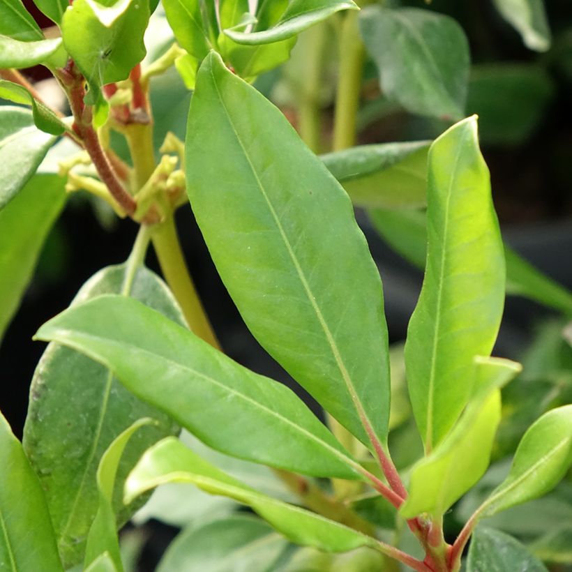 Rhododendron vireya Hendrick's ker (Laub)