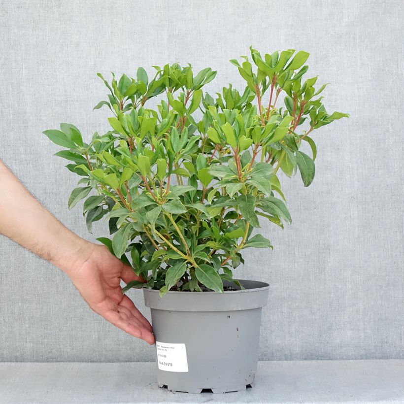 Exemplar von Rhododendron vireya Hendrick's ker Topf mit 3L/4L wie im Frühjahr geliefert