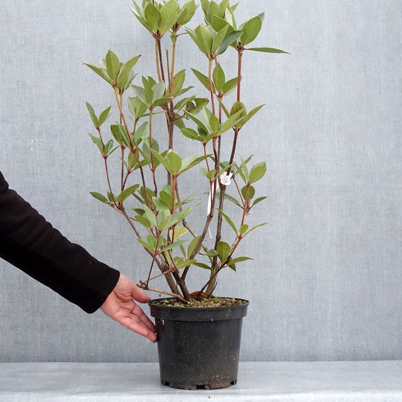 Example of Rhododendron vireya Oogappel Topf mit 3L/4L as you get in hiver