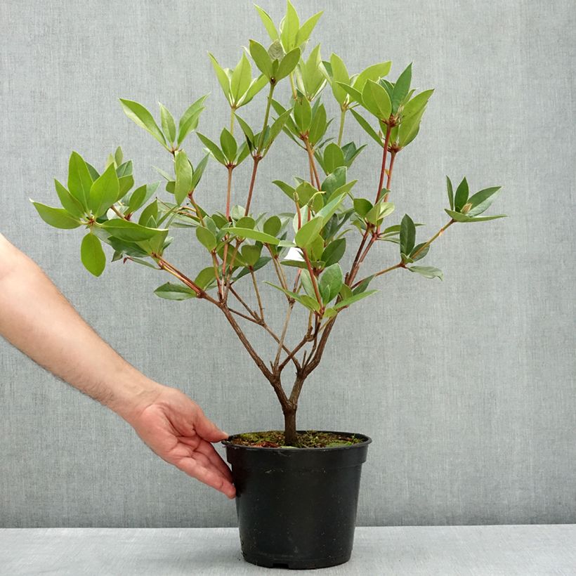 Exemplar von Rhododendron vireya Oogappel Topf mit 3L/4L wie im Frühjahr geliefert