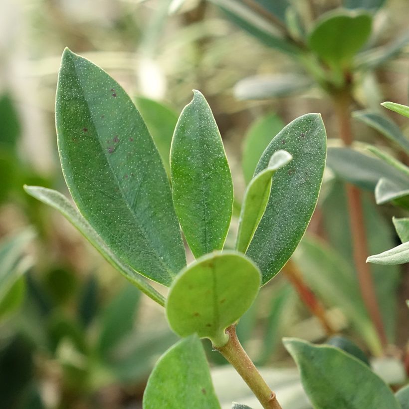 Rhododendron vireya Saxon blush (Foliage)