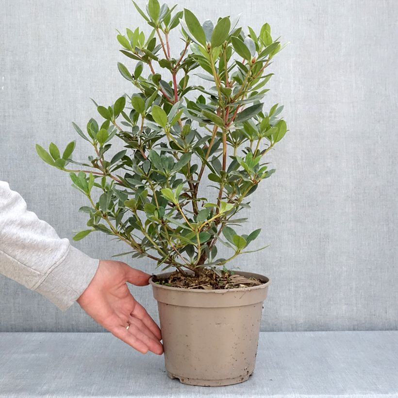 Example of Rhododendron vireya Saxon blush Topf mit 3L/4L as you get in printemps