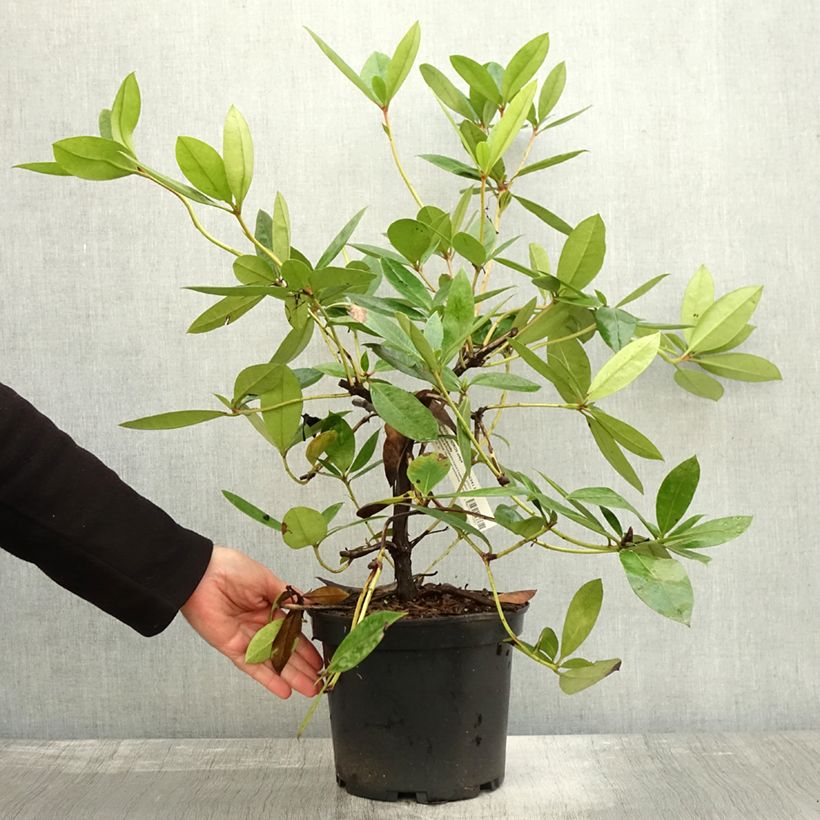 Exemplar von Rhododendron vireya Vladimir Bukovski Pot de 3L/4L wie im Herbst geliefert