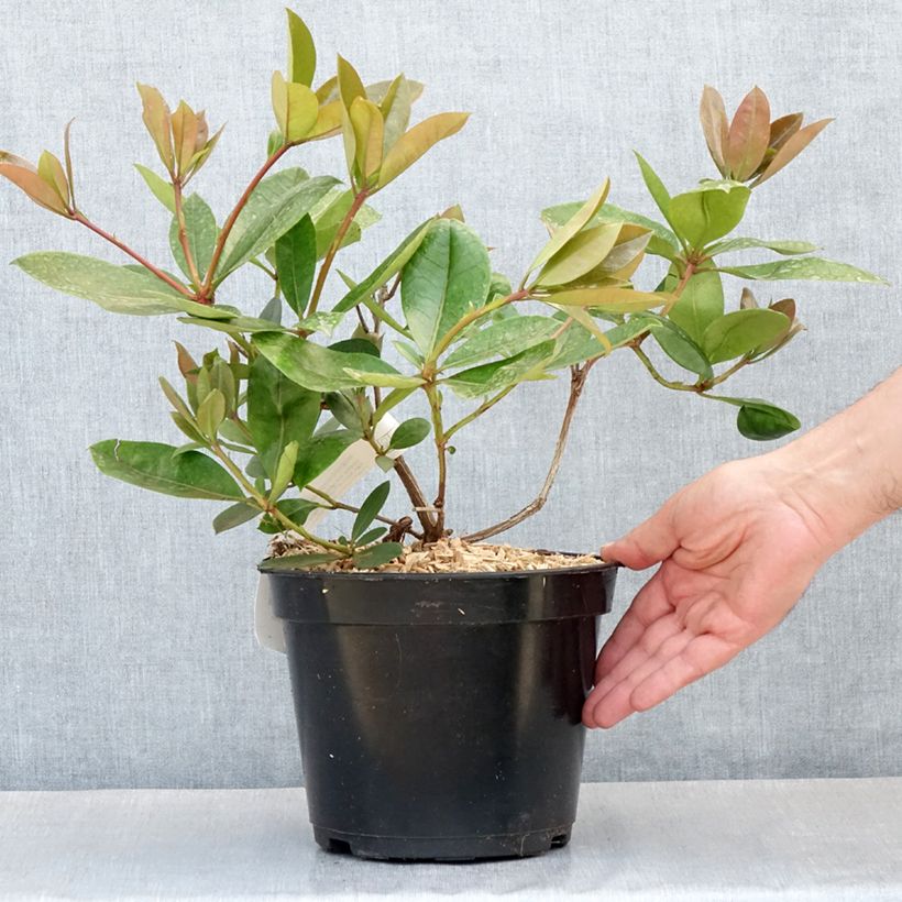 Exemplar von Rhododendron vireya Vladimir Bukovski Topf mit 3L/4L wie im Frühjahr geliefert