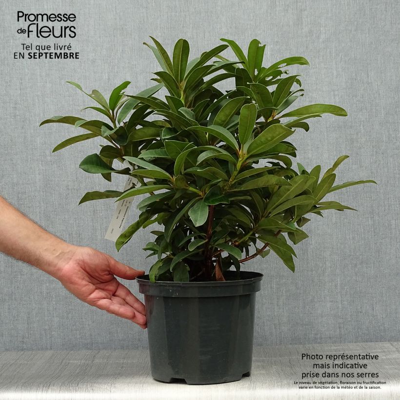 Exemplar von Rhododendron Wilgen's Ruby Topf mit 4L/5L wie im Herbst geliefert