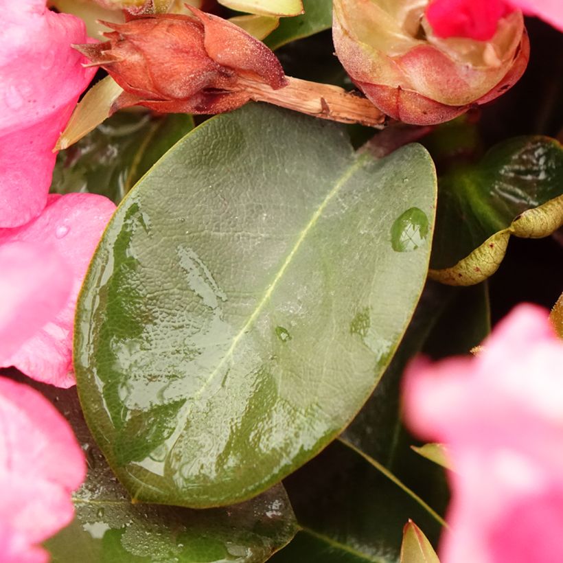 Rhododendron williamsianum Gartendirektor Glocker (Laub)