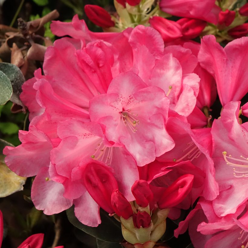 Rhododendron williamsianum Gartendirektor Glocker (Blüte)