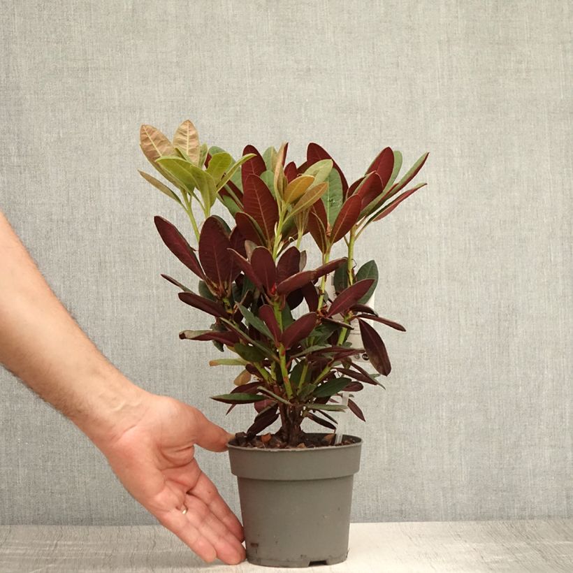 Exemplar von Rhododendron Wine & Roses Topf 12 cm / 13 cm wie im Sommer geliefert