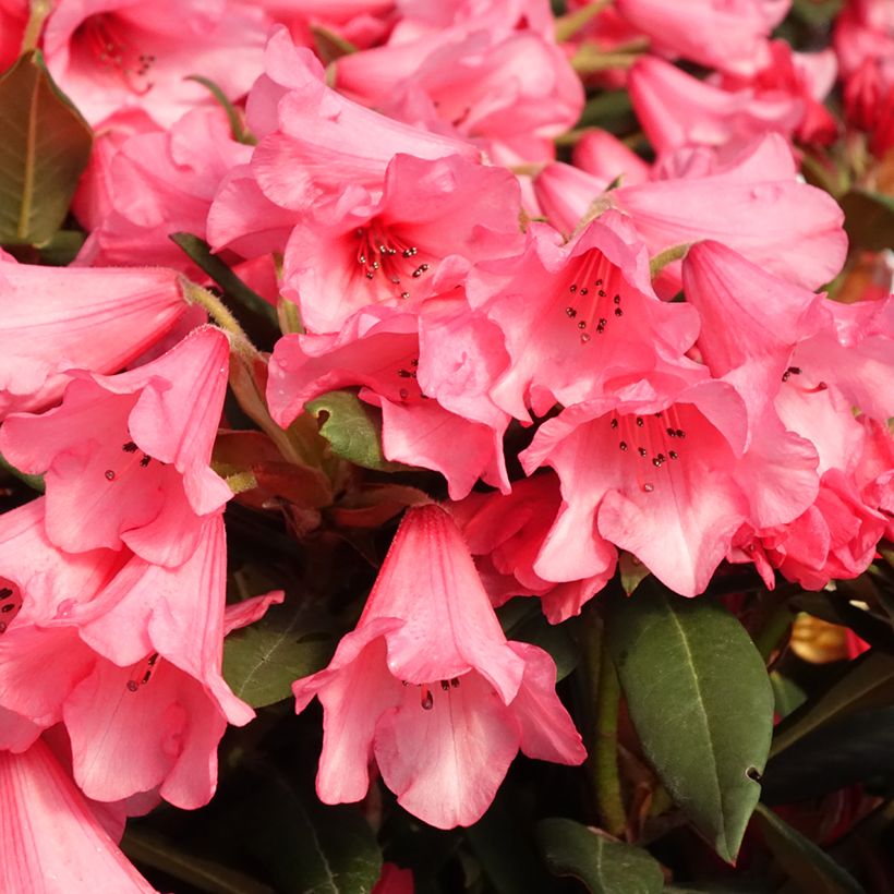 Rhododendron Winsome (Flowering)