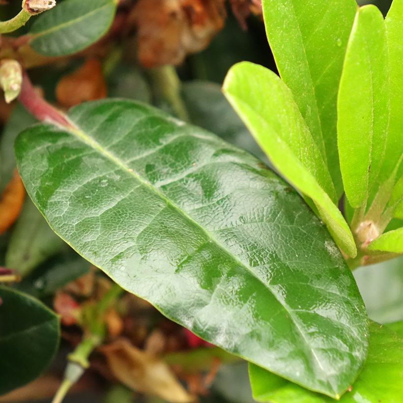 Rhododendron haematodes Lisetta (Laub)
