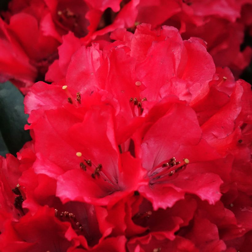 Rhododendron haematodes Lisetta (Blüte)