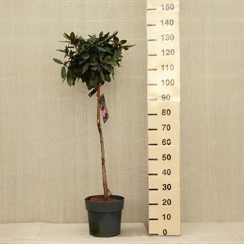 Exemplar von Rhododendron yakushimanum Anuschka Topf mit 7,5L/10L, Stamm wie im Herbst geliefert