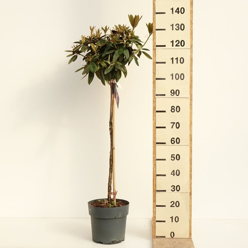 Exemplar von Rhododendron yakushimanum Anuschka Topf mit 7,5L/10L, Stamm wie im Frühjahr geliefert