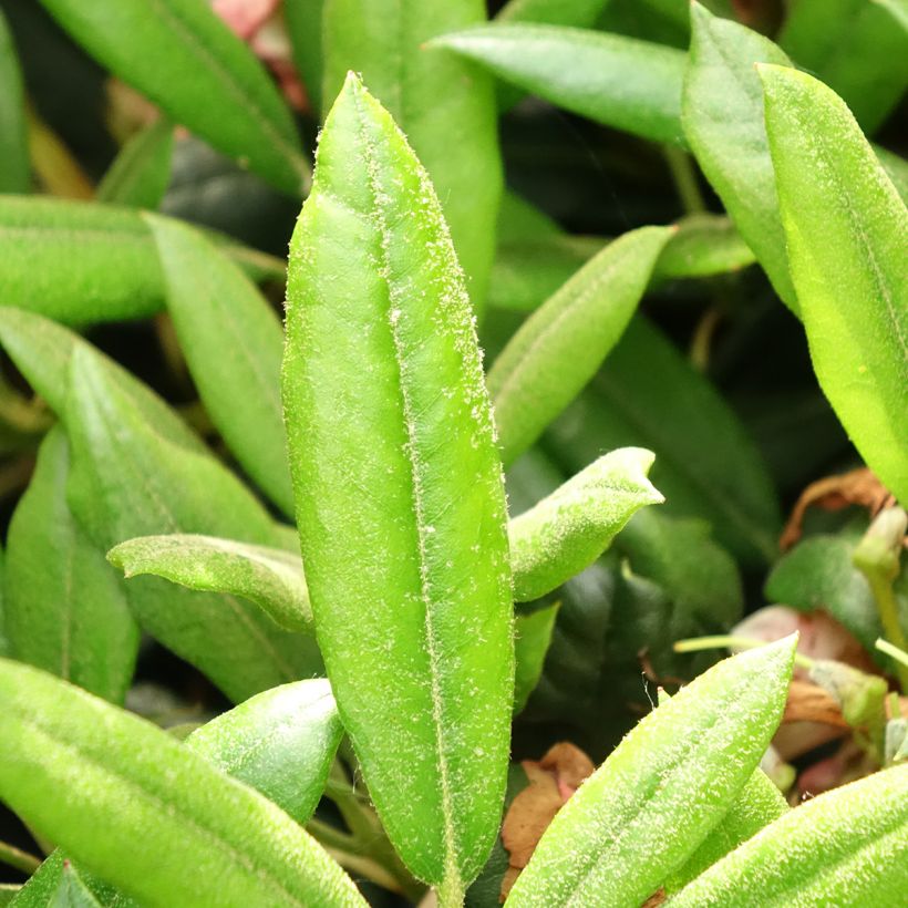 Rhododendron yakushimanum Barbarella (Laub)