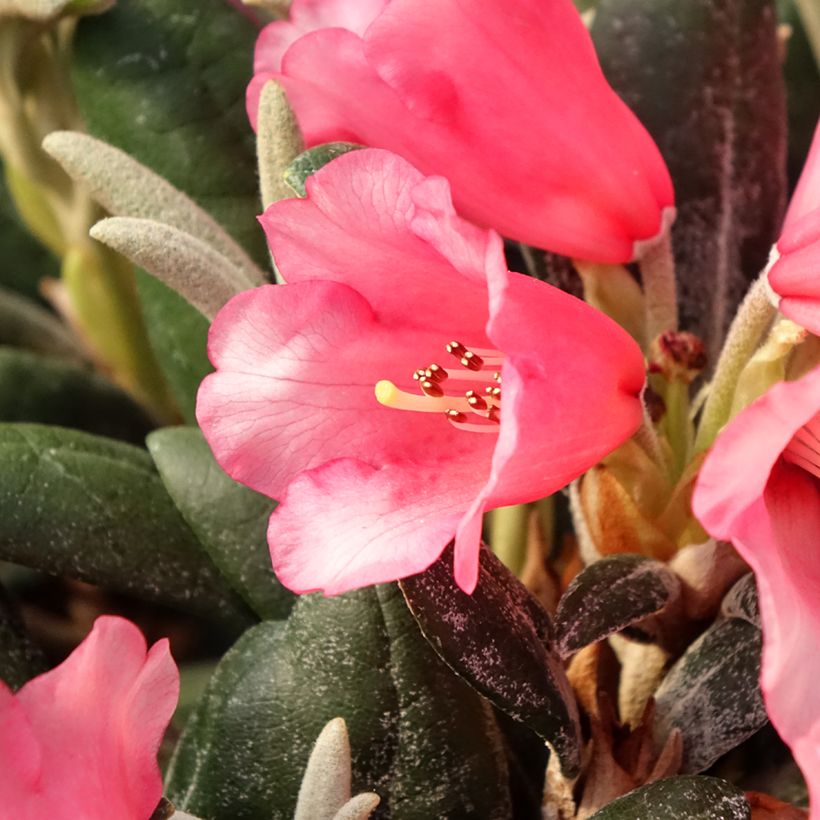 Rhododendron INKARHO® Debbie Dane - Yaku rhododendron (Blüte)