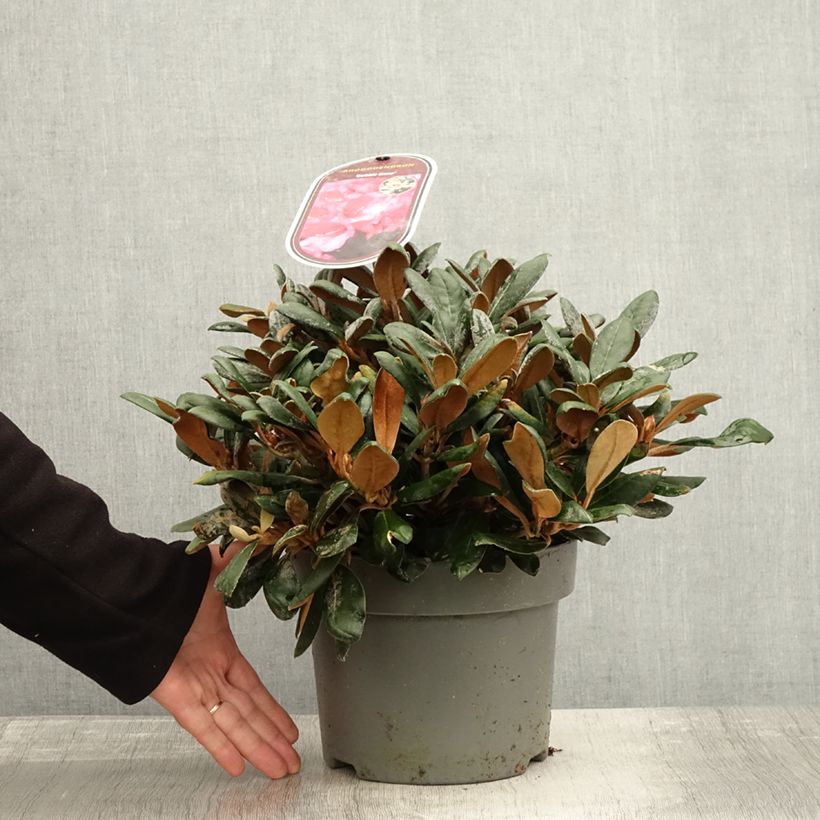 Exemplar von Rhododendron yakushimanum Debbie Dane - Rhododendron nain Pot de 4L/5L wie im Herbst geliefert