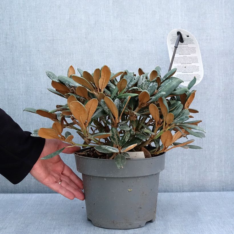 Exemplar von Rhododendron INKARHO® Debbie Dane - Yaku rhododendron Topf mit 4L/5L wie im Frühjahr geliefert