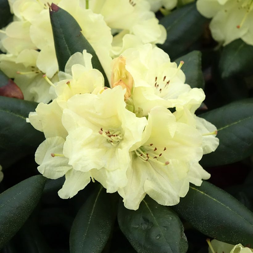 Rhododendron yakushimanum Easydendron Bohlken's Laura (Blüte)