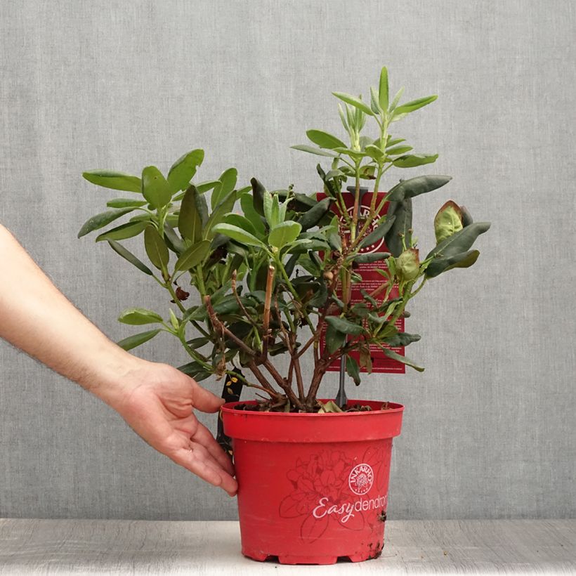 Exemplar von Rhododendron yakushimanum Easydendron Bohlken's Laura Topf mit 4L/5L wie im Sommer geliefert
