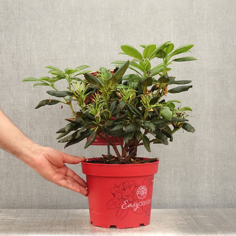 Exemplar von Rhododendron yakushimanum Easydendron Bohlken's Laura Topf mit 4L/5L wie im Frühjahr geliefert