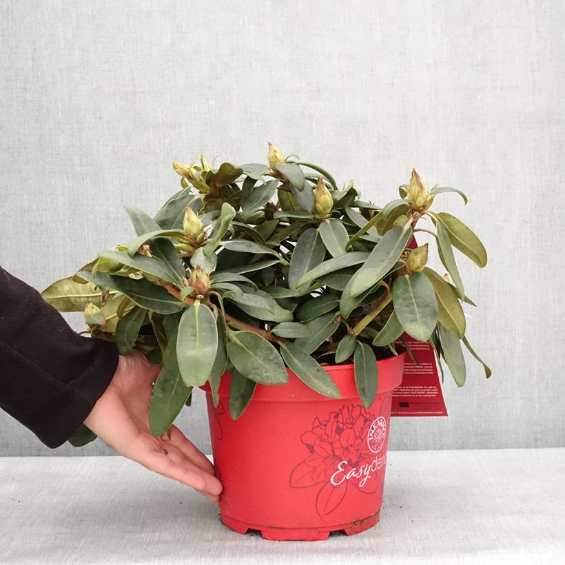 Exemplar von Rhododendron yakushimanum Easydendron INKARHO Bohlken's Roter Stern  Pot de 4L/5L wie im Winter geliefert