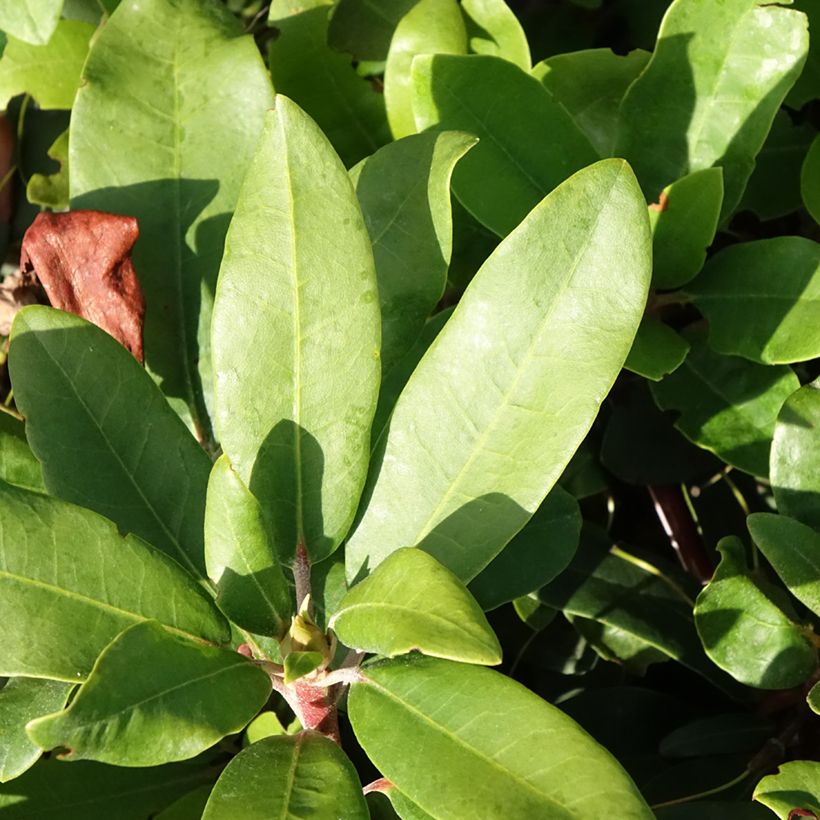 Rhododendron INKARHO® Bohlken's Roter Stern® - Yaku rhododendron (Laub)