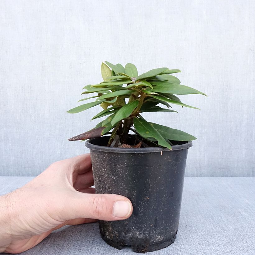 Exemplar von Rhododendron yakushimanum Kalinka - Rhododendron nain Pot de 12 cm / 13 cm wie im Winter geliefert