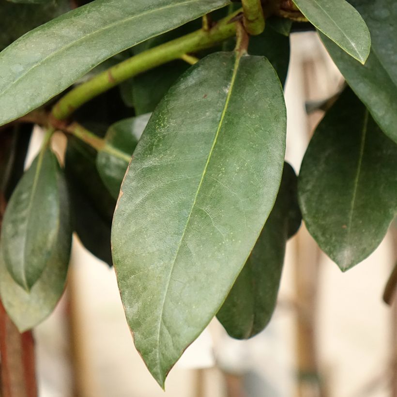 Rhododendron yakushimanum Morgenrot (Laub)