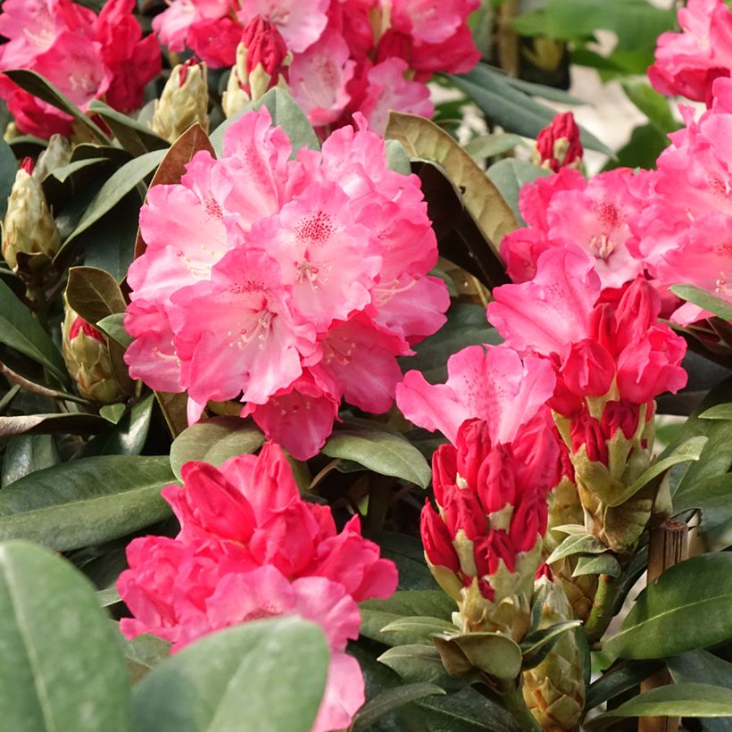 Rhododendron yakushimanum Morgenrot (Blüte)