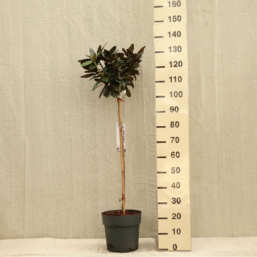 Exemplar von Rhododendron yakushimanum Morgenrot Topf mit 7,5L/10L, Stamm wie im Herbst geliefert