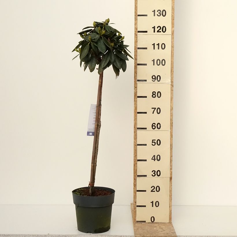 Exemplar von Rhododendron yakushimanum Polaris Topf mit 7,5L/10L, Stamm wie im Winter geliefert