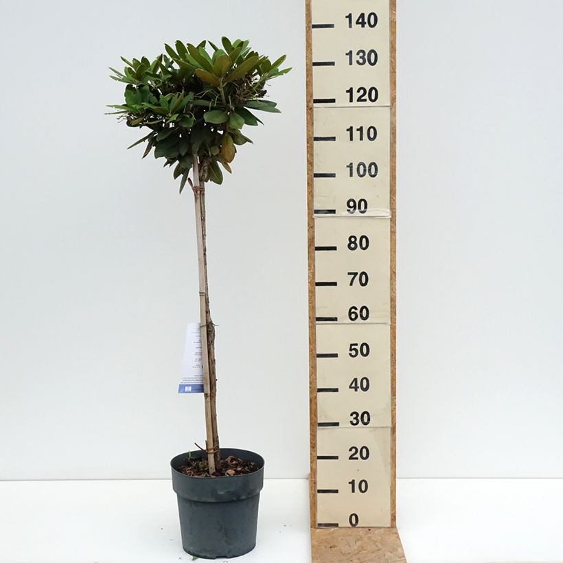 Exemplar von Rhododendron yakushimanum Polaris Topf mit 7,5L/10L, Stamm wie im Sommer geliefert