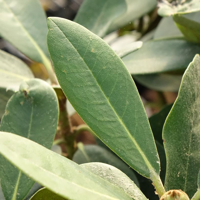 Rhododendron yakushimanum Silberwolke (Laub)