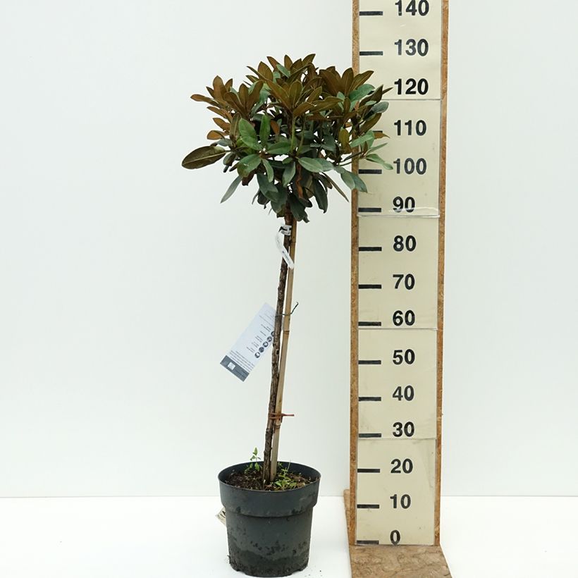 Exemplar von Rhododendron yakushimanum Tina Heinje Topf mit 7,5L/10L, Stamm wie im Sommer geliefert