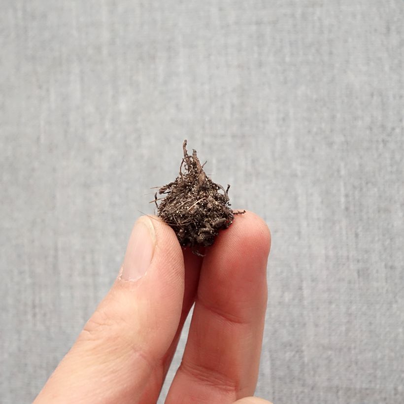 Exemplar von Rhodohypoxis baurii Red King - Grasstern Zwiebel Kaliber/Größe I wie im Frühjahr geliefert