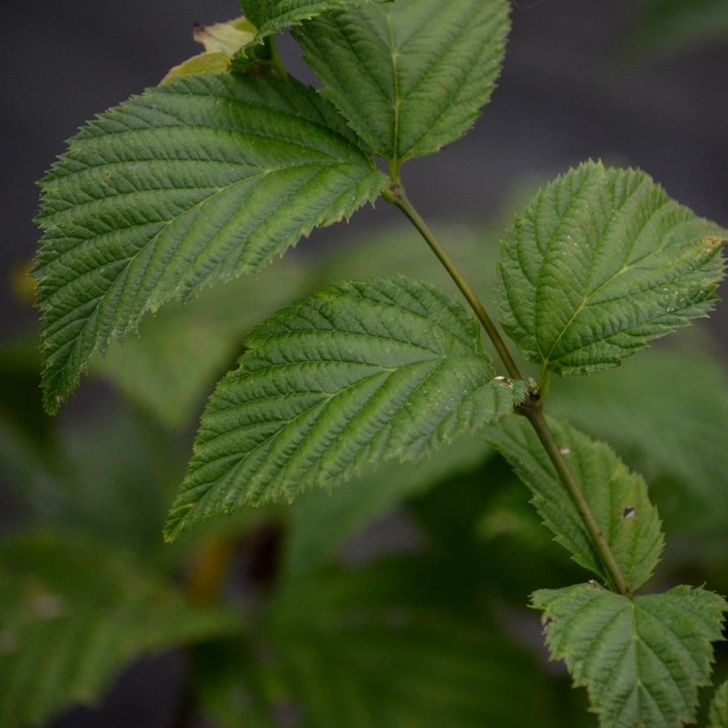 Rhodotypos scandens - Weiße Rosenkerrie (Laub)
