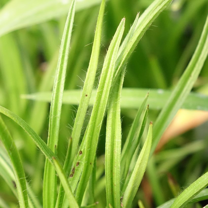 Rhodoxis Summer Stars Peppermint - Grasstern (Laub)