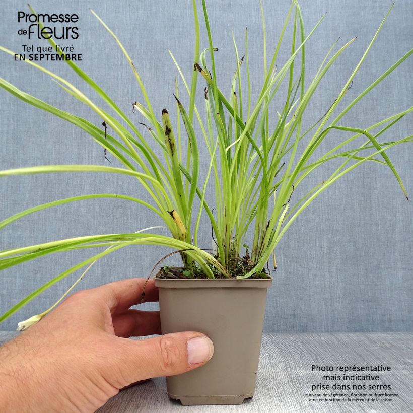 Exemplar von Rhodoxis Summer Stars Peppermint Godet de 8/9 cm wie im Herbst geliefert