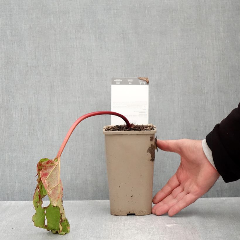 Exemplar von Rhapontik-Rhabarber Canada Red Topf mit 1L/1,5L wie im Herbst geliefert