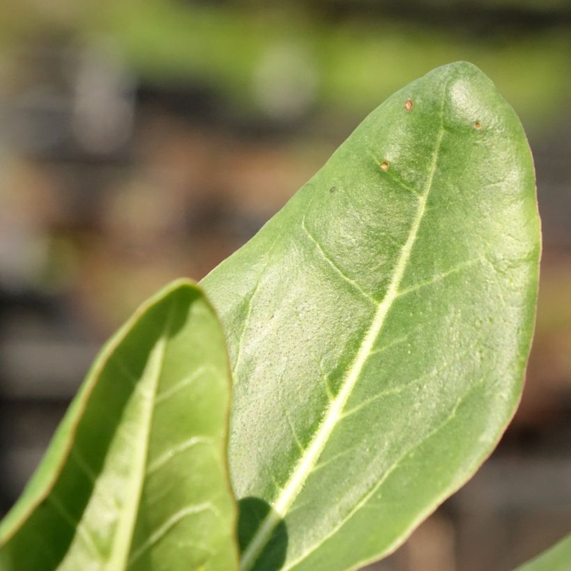 Rheum alexandrae - Alexandra-Rhabarber (Laub)