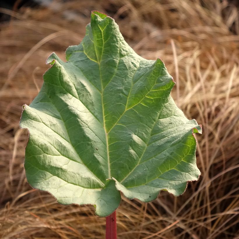 Rhabarber Victoria (Foliage)