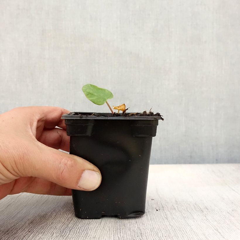 Exemplar von Rhubarbe des jardins Victoria - Rheum rhabarbarum Godet de 8/9 cm wie im Herbst geliefert
