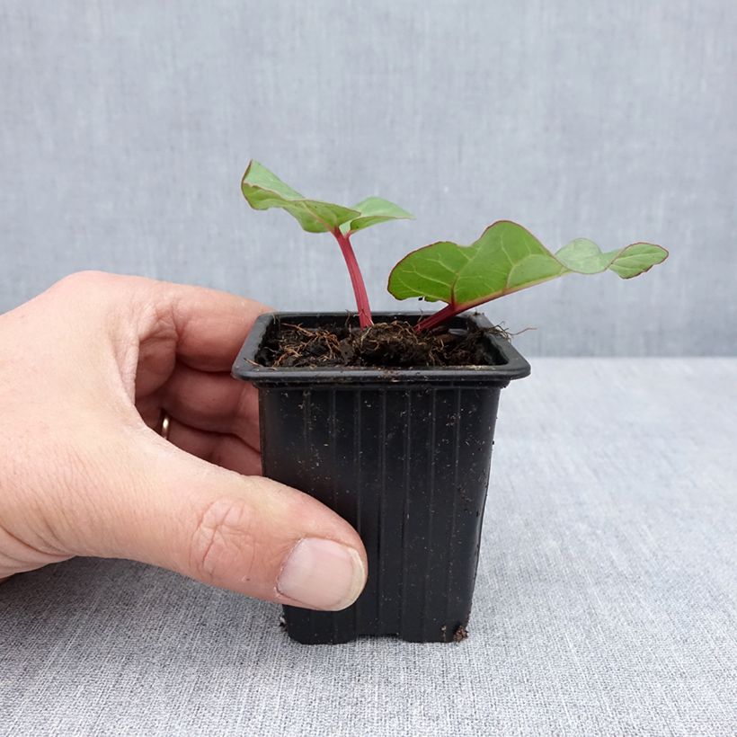 Example of Rhabarber Victoria Kleine Töpfe von 8/9 cm as you get in printemps