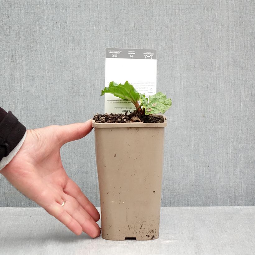 Example of Rhapontik-Rhabarber Fulton's Strawberry Surprise Topf mit 1L/1,5L as you get in automne