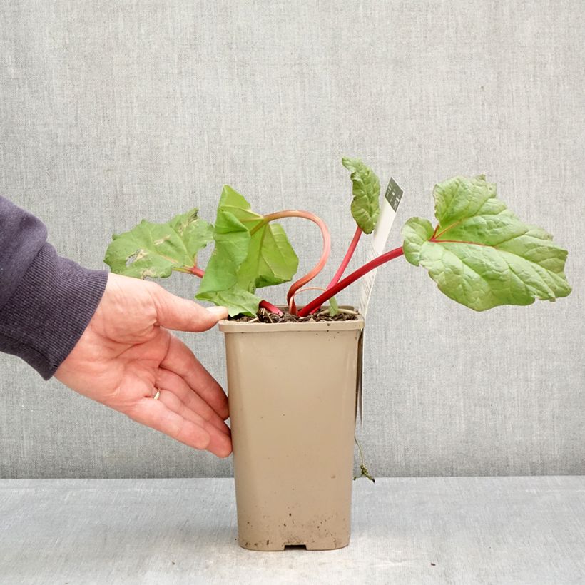 Exemplar von Rhapontik-Rhabarber Fulton's Strawberry Surprise Topf mit 1L/1,5L wie im Frühjahr geliefert