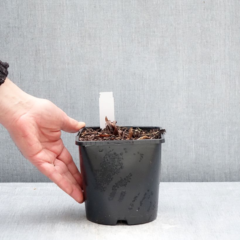 Example of Rheum palmatum var. tanguticum - Handlappiger Rhabarber Topf mit 2L/3L as you get in hiver