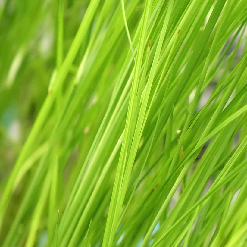 Rhynchospora colorata - Sterntänzer (Laub)