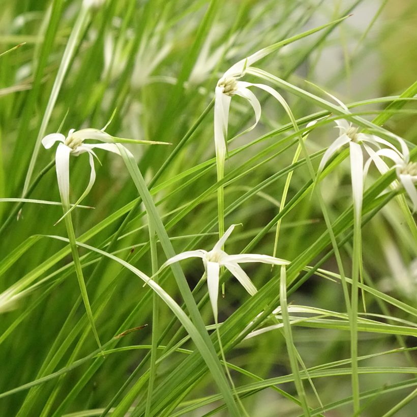 Rhynchospora colorata - Sterntänzer (Wuchs)